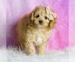 Small #4 Cavapoo