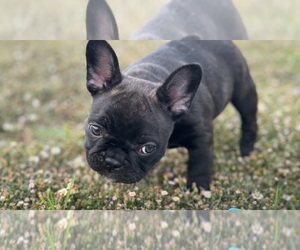 French Bulldog Puppy for Sale in WYLIE, Texas USA