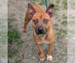 Small #1 Mountain Cur Mix
