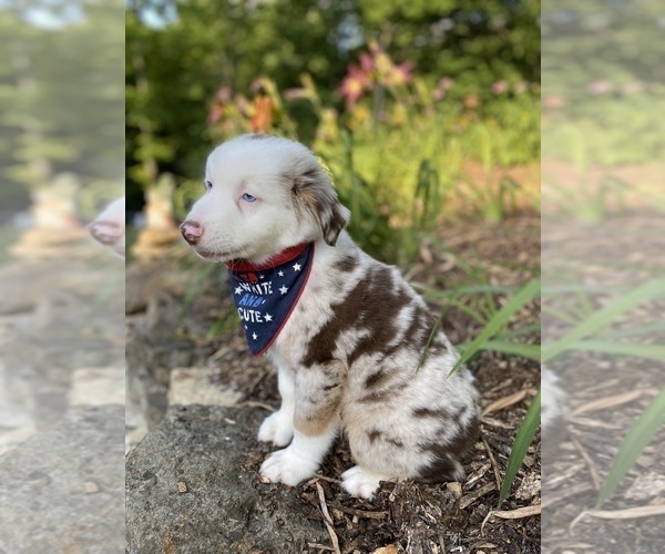 Medium Photo #4 Australian Shepherd Puppy For Sale in SADIEVILLE, KY, USA