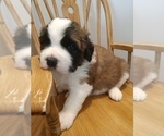Small Photo #2 Saint Bernard Puppy For Sale in PEQUOT LAKES, MN, USA