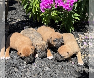 Boxer Puppy for sale in HOLLAND, MI, USA