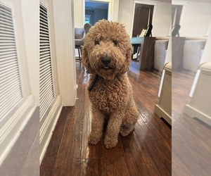Mother of the Goldendoodle puppies born on 09/05/2025