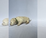 Small Photo #6 Labrador Retriever Puppy For Sale in LONG BEACH, CA, USA