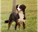Small Photo #1 Bernedoodle (Miniature) Puppy For Sale in LITITZ, PA, USA