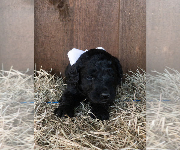 Medium Photo #3 Goldendoodle Puppy For Sale in LITTLE ROCK, AR, USA