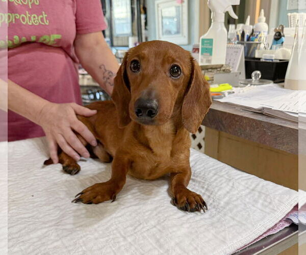 Medium Photo #1 Dachshund Puppy For Sale in Benton, LA, USA