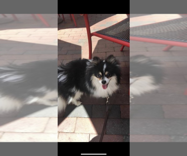 Medium Photo #1 Pomsky Puppy For Sale in WHEELERSBURG, OH, USA