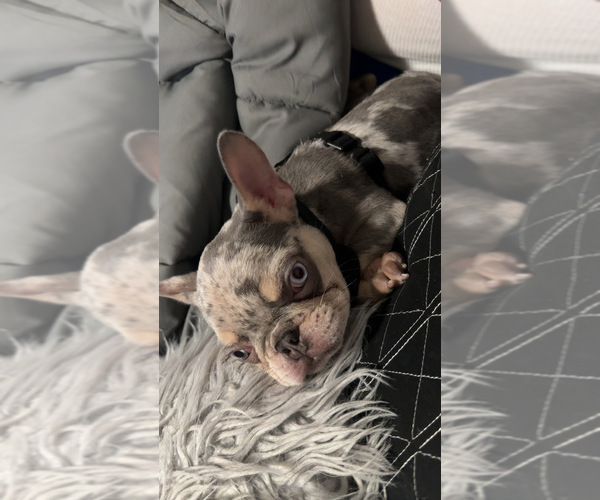 Medium Photo #1 French Bulldog Puppy For Sale in LOVES PARK, IL, USA