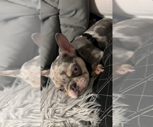 French Bulldog Puppy for sale in LOVES PARK, IL, USA