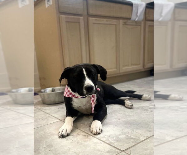 Medium Photo #2 Labrador Retriever-Unknown Mix Puppy For Sale in Rockaway, NJ, USA