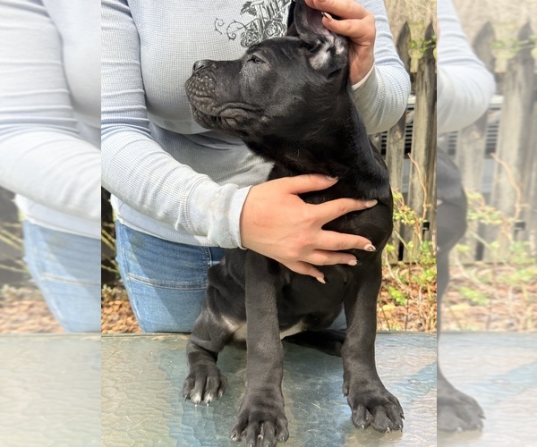 Medium Photo #3 Cane Corso Puppy For Sale in BEAVERDAM, VA, USA