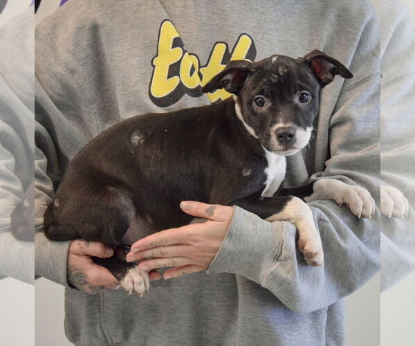 Medium Photo #3 American Bulldog-American Staffordshire Terrier Mix Puppy For Sale in Huntley, IL, USA