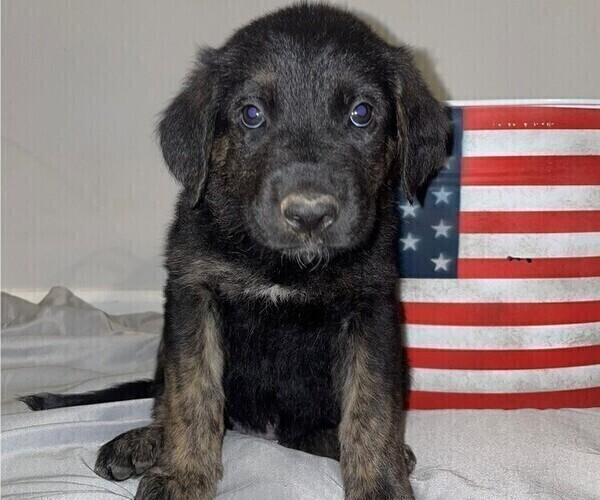 Medium Photo #1 Golden Shepherd Puppy For Sale in OAKLAND, MD, USA