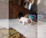 Puppy Loui v French Bulldog