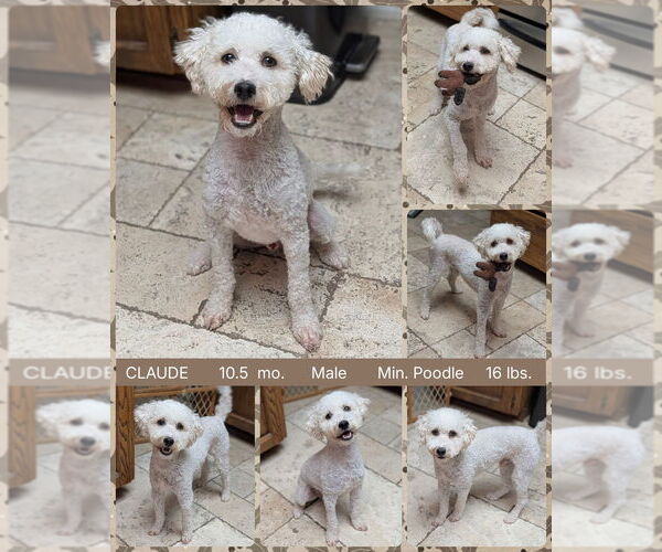 Medium Photo #1 Poodle (Miniature) Puppy For Sale in Mesa, AZ, USA