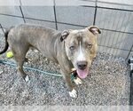 Small #5 Bullypit
