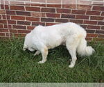 Small #10 Great Pyrenees Mix