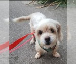 Small Shih Tzu Mix