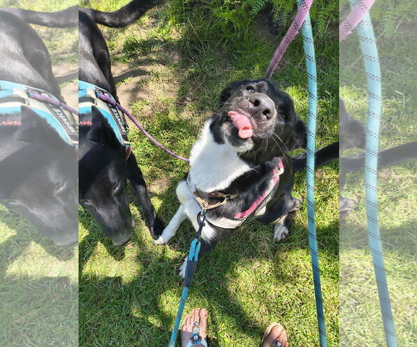 Medium Photo #5 Akita-Unknown Mix Puppy For Sale in Fallbrook, CA, USA