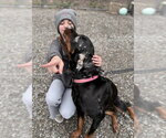 Small #1 Rottweiler