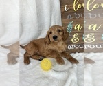 Small #2 Goldendoodle (Miniature)