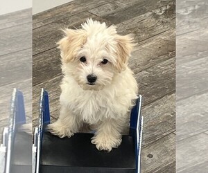 Maltipoo Puppy for sale in INDIANAPOLIS, IN, USA