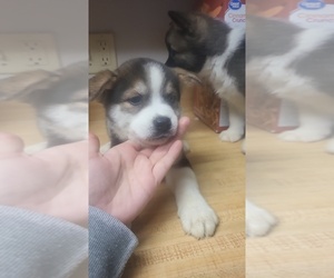Akita-Siberian Husky Mix Puppy for sale in WOOSTER, OH, USA