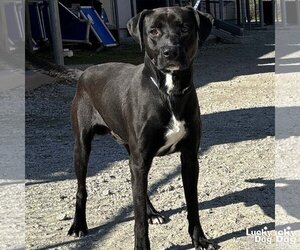 Labrador Retriever-Unknown Mix Dogs for adoption in Washington, DC, USA