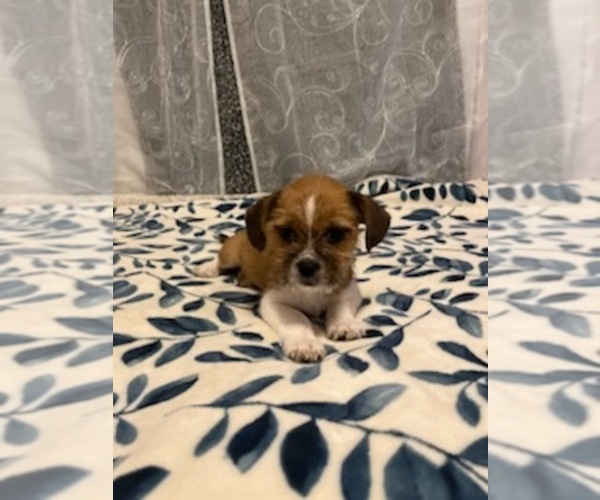 Medium Photo #1 Shorkie Tzu Puppy For Sale in AUBURN, GA, USA
