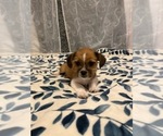 Small Photo #1 Shorkie Tzu Puppy For Sale in AUBURN, GA, USA