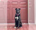 Small #13 German Shepherd Dog Mix