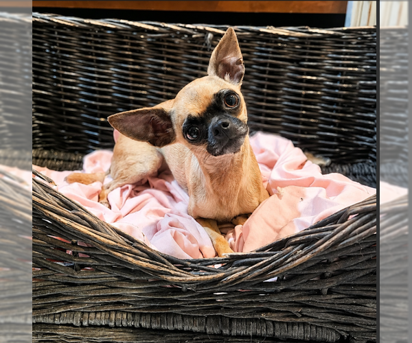 Medium Photo #1 Chihuahua-Unknown Mix Puppy For Sale in Cranston, RI, USA