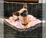 Small Chihuahua Mix