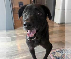 Glory - Female Labrador Retriever-Unknown Mix Dog for Adoption - Photo #4