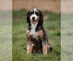Small Photo #1 Bernedoodle (Miniature) Puppy For Sale in LITITZ, PA, USA