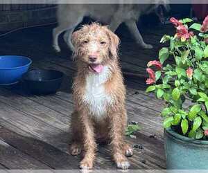 Labrador Retriever-Unknown Mix Dogs for adoption in Brewster, NY, USA