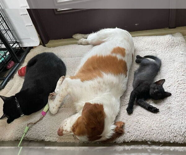 Medium Photo #9 Brittany-Unknown Mix Puppy For Sale in Curwensville, PA, USA