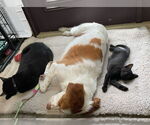 Small #8 Brittany Mix