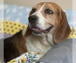 Small #1 Beagle