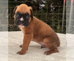 Small #9 Boxer