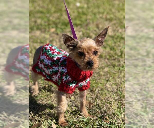 Medium Photo #1 Mutt Puppy For Sale in Sugar Land, TX, USA