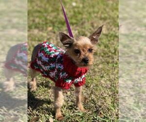 Mutt Dogs for adoption in Sugar Land, TX, USA