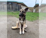 Small German Shepherd Dog