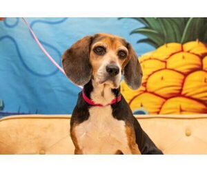 Beagle Dogs for adoption in Oak Bluffs, MA, USA