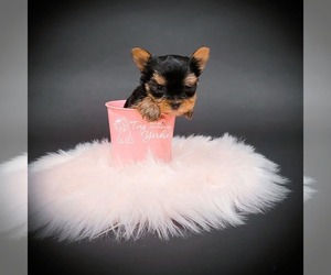 Yorkshire Terrier Puppy for sale in ORCHARDS, WA, USA