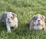 Puppy Puppy 2 English Bulldog