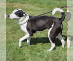 Small #3 Border Collie-Great Pyrenees Mix