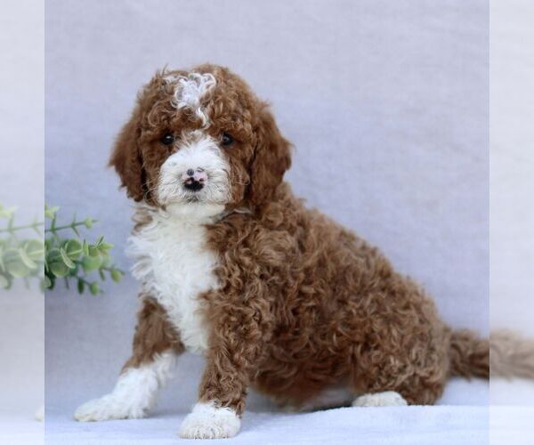 Medium Photo #4 Goldendoodle (Miniature) Puppy For Sale in EPHRATA, PA, USA