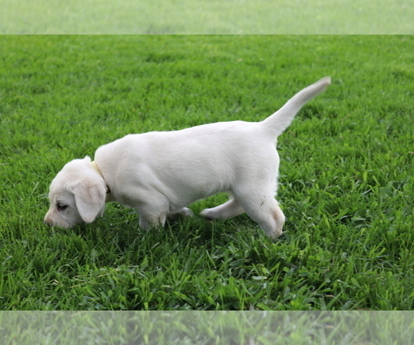 Medium Photo #2 Labrador Retriever Puppy For Sale in WELLMAN, IA, USA